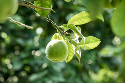 万添公司种植基地